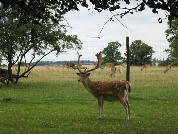 Deers