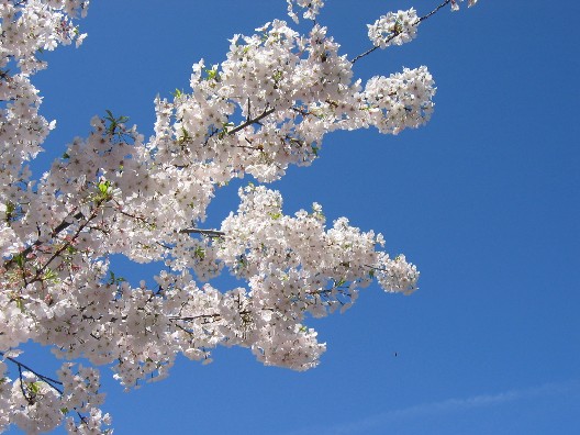 Cherry blossoms, reaching to the sky to welcome Spring 