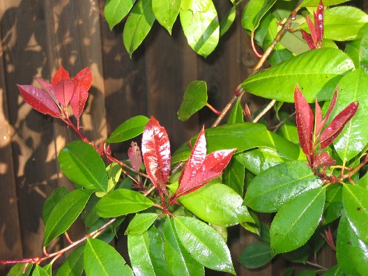 Red leaves are just like flowers